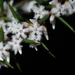 Leucopogon ericoides - Photo (c) Thomas Mesaglio, algunos derechos reservados (CC BY), subido por Thomas Mesaglio