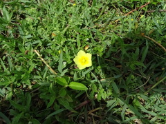 Ludwigia adscendens diffusa