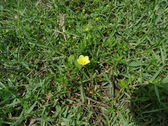 Ludwigia adscendens diffusa