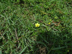 Ludwigia adscendens diffusa