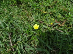 Ludwigia adscendens diffusa