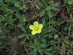 Ludwigia adscendens diffusa