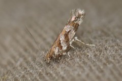 Aristotelia pudibundella