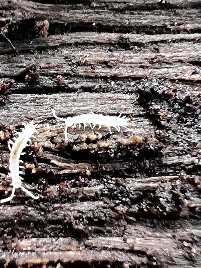 garden centipede