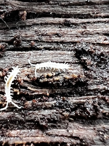 garden centipede