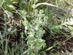 Euphrasia hirtella