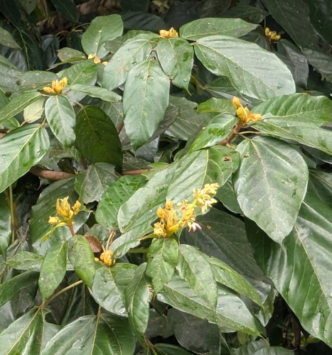Sterculia caribaea photographed in Dominica