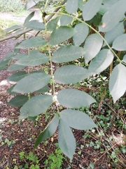 Fraxinus excelsior