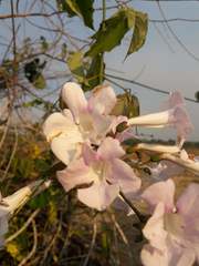 Bignonia sciuripabulum