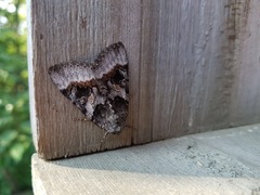 Catocala badia coelebs