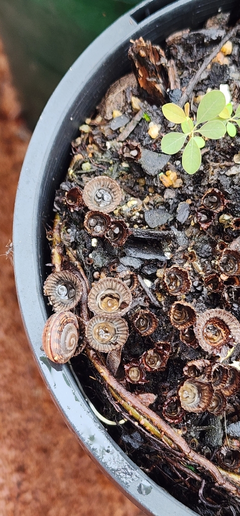 Cyathus striatus · April 2025 · photo: © bethlea_bell (iNaturalist, cc0)
