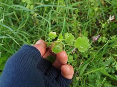 Ranunculus parviflorus