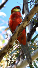 Platycercus icterotis