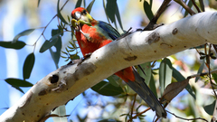 Platycercus icterotis