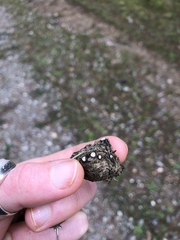 Poronia erici