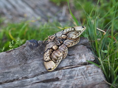 Brahmaea wallichii insulata