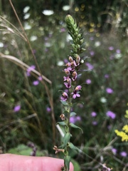 Odontites vernus