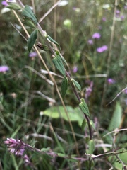 Odontites vernus