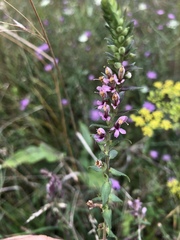 Odontites vernus