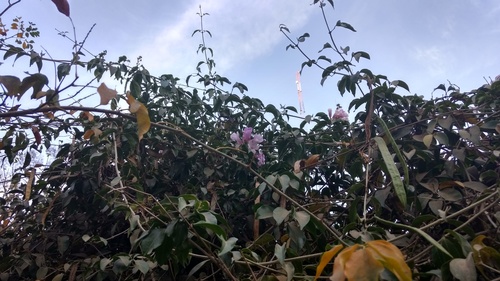 Mansoa alliacea