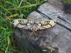 Brahmaea wallichii insulata