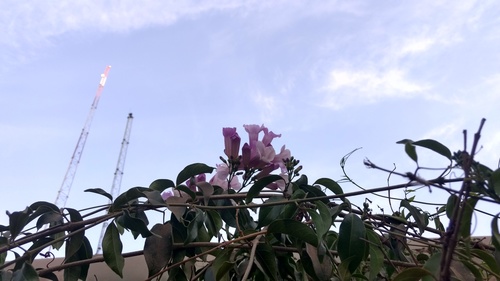 Mansoa alliacea
