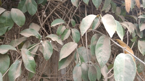 Mansoa alliacea