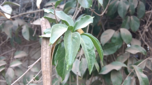 Mansoa alliacea