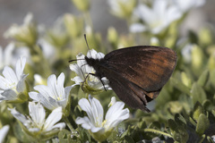 Erebia pluto