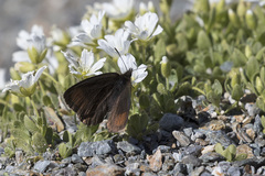 Erebia pluto