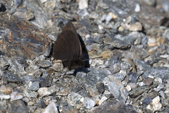 Erebia pluto