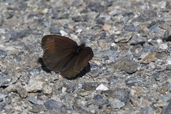 Erebia pluto