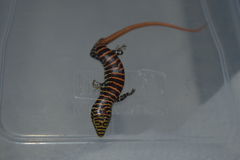 Dasia olivacea