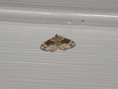 Dysstroma hersiliata