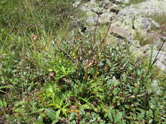 Anemonastrum fasciculatum