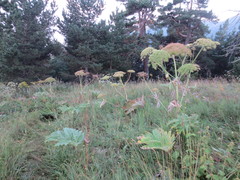 Heracleum leskovii