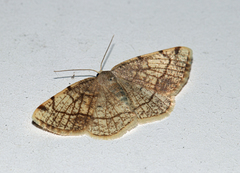 Stegania trimaculata