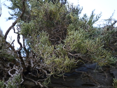 Helichrysum intermedium