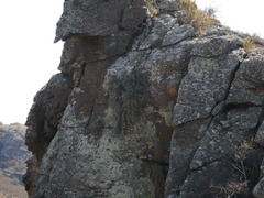 Helichrysum intermedium