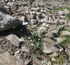 Tripleurospermum caucasicum