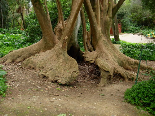 Phytolacca dioica