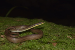Liopeltis tricolor
