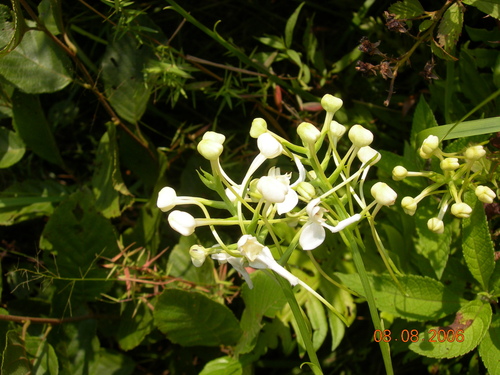 Image of Platanthera integrilabia by no rights reserved