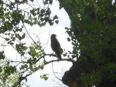 Buteo plagiatus