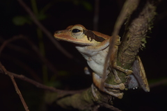 Polypedates macrotis