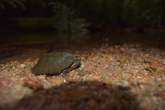 Notochelys platynota