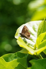Seseria formosana