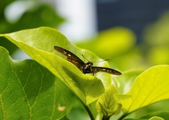 Seseria formosana