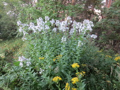 Campanula lactiflora