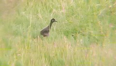 Amaurornis phoenicurus